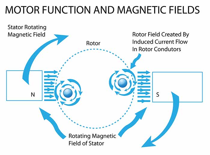 Motor function and magnetic fields